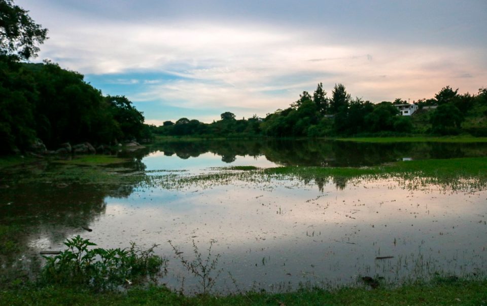 Migración de aves: desde Canadá hasta Tepoztlán